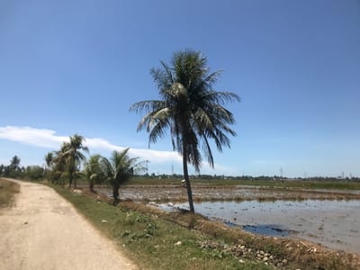 The image depicts a rural scene in or near Blangawe, Indonesia. A dirt road runs along the left side of the frame, bordered by a line of coconut palm trees. To the right of the trees, a flooded rice paddy stretches into the distance. The paddy is filled with shallow water reflecting the sky, with patches of muddy ground visible beneath the surface. In the background, power lines and scattered buildings can be seen on the horizon, indicating a nearby settlement. The sky is clear and blue with a few scattered clouds. No people or animals are visible in the immediate scene.