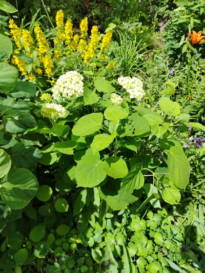 This image depicts a vibrant garden scene filled with a variety of plants and flowers bathed in sunlight. The focus is on a large, leafy green plant with clusters of creamy white flowers in the foreground. Behind this central plant, a dense growth of tall, slender plants topped with bright yellow flowers creates a striking contrast. To the right, an orange lily stands tall amidst the green foliage. The overall impression is one of a lush and flourishing natural environment.
The setting appears to be an outdoor garden, likely in a temperate climate, given the variety of blooming plants. The bright sunlight suggests it is daytime, and the clear shadows indicate fair weather. The presence of diverse flora suggests a well-maintained garden or a wild, overgrown area. The scene evokes a feeling of natural beauty and abundance, with the rich greens and pops of color from the flowers creating a visually appealing composition. There is no visible text in the image. The location context provided is Kimry, Russia.