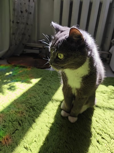 A gray and white cat with green eyes is sitting on a fluffy green carpet in a room. Sunlight streams in from the right, casting a strong shadow on the carpet and illuminating the cat's fur. A radiator is visible in the background, and sheer curtains hang near a window. There are rainbow-colored light refractions on the carpet, likely from the sunlight hitting a prism or glass object. The cat is looking to the left, with its paws tucked beneath its body. The scene appears to be in a residential setting, possibly an apartment in Rodniki, Russia, given the radiator and window design.