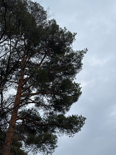 The image captures an upward view of a forest canopy in Dubki, Russia, under an overcast sky. A large conifer, likely a pine, dominates the left and central portions of the frame, showcasing its rough, brown-barked trunk and numerous gnarled branches laden with dark green needles. Intertwined with this conifer, particularly towards the upper left, are bare, slender branches of a deciduous tree, exhibiting lighter-colored bark. The background consists of a uniformly light grey, cloud-covered sky, occupying the majority of the right side of the image and visible through openings in the foliage. No people, animals, man-made objects, or specific actions are present in the scene.