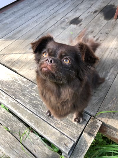 A small, long-haired brown dog sits on a weathered wooden deck. The dog is looking upwards with large, expressive amber eyes. The deck boards are old and grey, with visible grain and some water stains. Green grass is visible growing between the boards and around the edges of the deck. The sunlight casts shadows on the deck, indicating it is outdoors. The overall scene suggests a peaceful, rural setting. The location is Красная Пресня Снт, Russia.