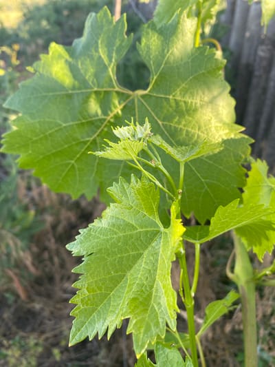 A close-up shot showcases the vibrant green leaves of a grapevine plant. Sunlight filters through the large, serrated leaves, highlighting their intricate vein patterns. New growth, characterized by smaller, tender leaves, emerges from the stem. The background is blurred, suggesting an outdoor setting with dry foliage and a wooden fence. The scene is likely located in Vasylkiv, Ukraine, a region known for its agricultural landscape and potential for viticulture.