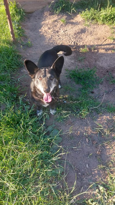 A black and gray dog with large ears and a pink tongue sticking out sits on dirt and grass. The dog is facing the camera and appears to be looking up. The background consists of dirt, grass, and a wooden post. The overall scene suggests an outdoor setting, possibly a yard or park, in the city of Masty, Belarus.