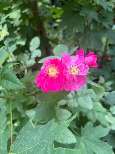 This is a close-up, eye-level, vertical, outdoor, color photograph of a cluster of bright pink flowers with yellow centers, possibly wild roses, in Vidnoye, Russia. The flowers are in focus and positioned in the center of the frame. They are surrounded by lush green foliage, including large, lobed leaves and smaller, compound leaves. The background is blurred, with hints of a tree trunk and more leaves. The lighting appears natural, suggesting daylight. There are no people or animals visible in the image.