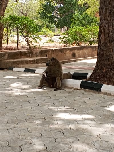 A baboon sits on a paved area made of interlocking cement blocks next to a tree. A low wall with a black and white curb runs behind it. In the background, there is grass and foliage. The location is Lim Kundak, Nigeria.