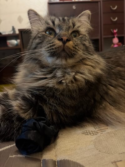 This media file is a close-up, rotated shot of a long-haired tabby cat lying on a textured, light-colored surface. The cat's fur is a mix of brown, black, and gray tabby markings. Its head is tilted, and its green eyes are looking directly at the camera. Some of its whiskers are visible, extending outwards. In the lower right portion of the image, the cat's paw is resting on a dark, possibly fabric, object. The background is blurred, but appears to be an indoor setting with a dark wooden cabinet or shelf unit visible on the left. There are some decorative items on the shelf, including what look like crescent moons and pink, candy-like objects. The lighting suggests it is daytime, but the exact time is not determinable. The overall impression is one of a domestic pet relaxing in a home environment. There is no visible text in the image.