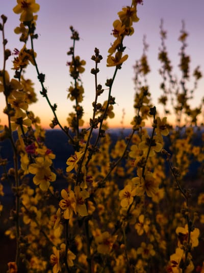 The image depicts a close-up view of yellow desert flowers against a blurred background of hills and a gradient sky. The sky transitions from a light purple at the top to a pale orange near the horizon. The foreground is dominated by several stalks of flowers, with individual blossoms in various stages of bloom. Some flowers are fully open, revealing their yellow petals and dark centers, while others are still in bud form. The lighting suggests either sunrise or sunset, casting a warm, golden hue over the scene. The location is identified as the Lachish Regional Council, Israel, an area known for its natural landscapes and diverse flora. There are no people or visible animals in the image. The focus is solely on the natural beauty of the flowering plants and the atmospheric sky.