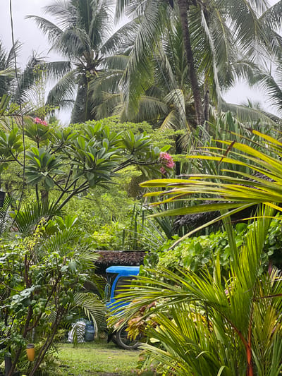 The image captures a lush, tropical garden scene, likely in General Luna, Philippines, characterized by dense foliage and a cloudy sky. In the background, tall palm trees dominate, their fronds creating a textured canopy. Various green plants, including flowering shrubs with pink blooms, are abundant, filling the midground and foreground. Partially visible behind the vegetation is a blue three-wheeled vehicle, possibly a tuk-tuk, with a thatched roof structure nearby. A green lawn stretches across the ground, and a few plastic containers or barrels are present. The overall impression is one of a verdant and slightly overgrown natural setting.