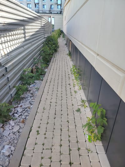 The image depicts a narrow paved walkway alongside a corrugated metal fence on the left and a modern building facade on the right. The walkway is constructed from light-colored rectangular pavers, with sparse green weeds growing between them. To the left of the walkway, a narrow strip of ground is covered in rubble, including broken concrete and some debris, with several green plants growing through it. This area abuts the corrugated metal fence, which appears to be a temporary construction barrier. To the right of the walkway, the building facade is dark gray at the bottom, transitioning to a lighter, textured material higher up. Green plants are also growing out from the base of this building, along the edge of the walkway. The scene appears to be an outdoor urban environment, possibly a service alley or a side path between buildings in Astana, Kazakhstan, characterized by construction materials and natural overgrowth. No people are visible in the image.