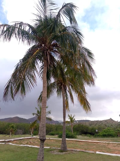 This is a medium-angle shot of two tall coconut palm trees in the foreground, with their fronds extending upwards and outwards against a cloudy sky. The tree on the left is closer to the camera and appears slightly larger, with a rough, textured trunk. The second palm tree is to the right and slightly behind the first. In the background, there are rolling hills covered in green vegetation and scattered trees. The sky is a mix of light blue and grey clouds, with a brighter area towards the top right. In the middle ground, there is a grassy area with a path delineated by white border stones and logs. Several round objects, possibly decorative balls, are placed within this area. Further in the background, more trees and vegetation are visible, with some small structures and a distant lighthouse or tower on one of the hills. The overall scene suggests an outdoor, possibly park-like or recreational area in a tropical or subtropical environment. The image was taken in Pedro González, Venezuela, a coastal town.
