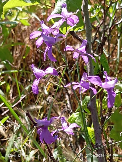 In a natural setting possibly within the city limits of Smila, Ukraine, a cluster of purple wildflowers with delicate, spurred petals are in bloom. The flowers are primarily on the left and center of the frame, with some blooms in focus and others softly blurred due to the shallow depth of field. They are attached to thin, green stems, with a thicker, grey-barked branch running vertically through the center of the image. Lush green leaves and dry, brown foliage form the background, suggesting a warm-weather season. The lighting indicates a sunny day, casting dappled shadows and highlighting the vibrant colors of the flowers. The bottom left corner of the image displays the text "REDMI 12", and the bottom right corner shows the date "21.06.2026" and time "09:05", indicating this is a photograph taken with a mobile device. No people are present in the scene.