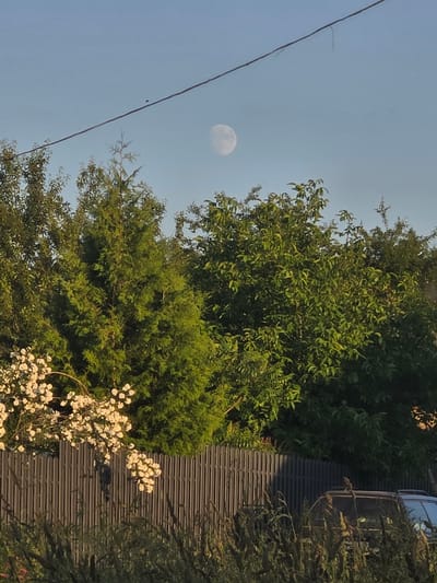 In an outdoor scene, a wire stretches across a clear blue sky, with the moon visible as a bright orb. A tall, green coniferous tree stands prominently in the foreground, to the left of a dense cluster of leafy green trees. To the left of the coniferous tree, a branch of a flowering plant with small white blossoms cascades downwards. A gray wooden fence runs horizontally across the middle of the image, with tall grasses and reeds in front of it. Behind the fence, partially obscured by the foliage and grasses, are the tops of two dark-colored vehicles. The overall environment suggests a suburban or rural setting, possibly in the city of Ракаўскі сельскі Савет, Belarus. The lighting indicates it is likely late afternoon or early evening due to the soft, warm glow on the vegetation.