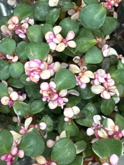 The image displays a close-up, overhead view of a dense cluster of small, succulent plants. The plants have round, green leaves, interspersed with clusters of tiny pink and white flowers. The overall texture is lush and leafy. The image is a photograph taken in the city of Rozhdestvenskaya, Russia, and is a detailed study of the plant life present.