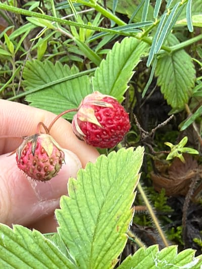 In Kendektamak, Russia, a close-up shot captures a person's finger gently holding two wild strawberries. One strawberry, to the left, is smaller and lighter red, with visible green sepals and seed-like achenes. The other, to the right, is larger and a vibrant red, also with sepals. The strawberries are set against a backdrop of lush green foliage and darker, possibly damp, earth. The foreground features a large, serrated green leaf, and the background is a blur of green plants and brown organic matter, suggesting a natural outdoor setting.