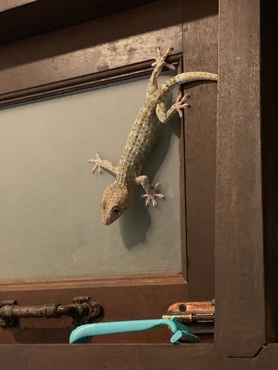 A Tokay gecko with light-colored skin covered in orange spots is clinging to a wooden door frame with a frosted glass panel. The gecko is positioned vertically, facing downwards, with its front legs gripping the frame and its back legs extended. Below the gecko, on a wooden surface, lies a teal and light blue razor. The wooden door frame appears to be dark brown and has visible grain. A metallic door handle or latch mechanism is mounted on the lower part of the door. The background is dimly lit, suggesting an indoor or evening setting.