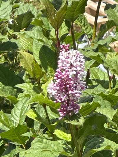 A cluster of light purple and white lilac flowers are in full bloom, set against a backdrop of lush green leaves. The flowers are densely packed on a stalk, with individual blossoms appearing delicate and star-shaped. The leaves are broad and have a slightly wrinkled texture, casting shadows in the bright sunlight. The image is a close-up, focusing on the floral subject. The background is slightly out of focus, suggesting it is an outdoor setting, likely a garden or park. There are no people or animals visible in the image. There is no discernible information that would indicate the location is Podolsk, Russia.
