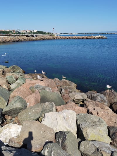 A photograph of the coastline in Nesebar, Bulgaria, captures a clear, sunny day. The foreground features a rocky shoreline composed of various large stones in shades of gray, brown, and pink. In the middle ground, the deep blue sea stretches out, with hints of green visible beneath the surface near the shore. Several seagulls are present: one in flight over the water to the left, another perched on a rock on the far left edge of the frame, and four more are scattered across the rocks in the middle ground. In the background, a long breakwater made of concrete tetrapods and rocks extends into the sea. Beyond the breakwater, the coastline of Nesebar is visible, featuring buildings with red-tiled roofs, lush green trees, and a distant cityscape. A Bulgarian flag and another flag fly from a pole on the breakwater. The sky is a clear, bright blue with no clouds. In the far distance, a tiny white speck suggests a distant airplane. The bottom portion of the image also shows the shadow of a person holding a phone, indicating the photograph was taken by a person.