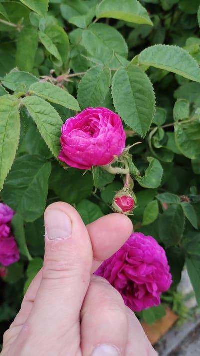 A person's hand, with visible fingernails and skin texture, is positioned in the foreground of the image, obscuring part of a blooming pink rose. The rose, a vibrant fuchsia, is tightly furled with numerous petals. Beneath it, a smaller, unopened rosebud of a similar color is visible. Both are surrounded by lush green foliage. The background is out of focus, but suggests an outdoor setting. There is no information within the image to ascertain the specific location within Kaliningrad, Russia.