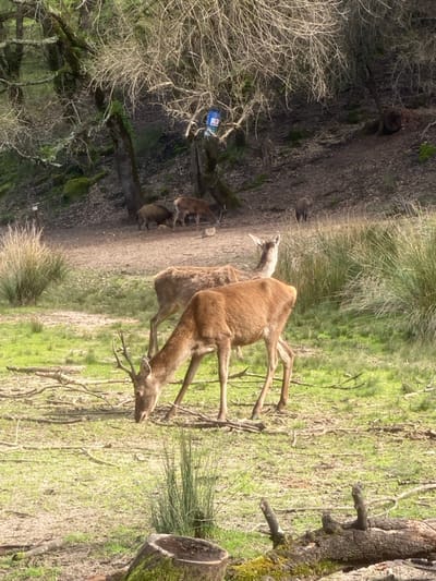 This image displays a natural outdoor scene in the city of Mafra, Portugal, characterized by a mix of forested areas and clearings. In the foreground, a light brown deer with small antlers is observed grazing on short green grass, positioned centrally. Behind it, another lighter brown deer stands facing left. The immediate ground consists of green grass, patches of bare earth, and scattered dry branches. A moss-covered tree stump is visible in the lower-left, and a mossy fallen log lies in the lower-right.
The midground features a dirt clearing where a dark brown wild boar is foraging near a small stone on the left, adjacent to another light brown deer. A second, smaller wild boar is partially visible further back in this clearing.
The background is dominated by a densely wooded uphill slope with numerous trees, many exhibiting bare branches alongside some green foliage. The ground on the slope is dark soil with patches of moss and sparse undergrowth. A blue plastic bucket, appearing to be a feeder, is suspended from a tree branch in the upper-left background. A small dark wild boar is visible higher up the slope on the right. Additional indistinct animal shapes are present deeper within the wooded section. No human subjects are present in the scene.