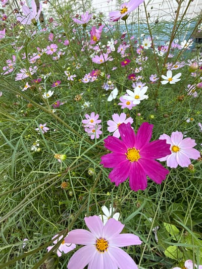 The image shows a close-up, overhead view of a dense patch of cosmos flowers in various shades of pink, magenta, and white, with some buds and dried seed heads visible. The flowers are set against a background of lush green foliage and thin, wiry stems. In the upper right corner, a blurred section of a building with blue siding and a white trim is faintly visible, suggesting an urban or suburban setting. The overall impression is of a vibrant, natural garden scene.
