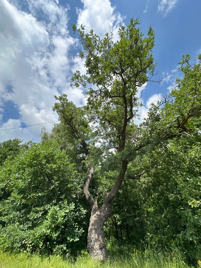 A low-angle, wide shot captures a gnarled tree with textured bark in the foreground, its branches extending upwards into a bright blue sky dotted with fluffy white clouds. Lush green foliage surrounds the tree, forming a dense wall of leaves. A thin black wire stretches horizontally across the upper portion of the frame, suspended against the sky. The scene suggests an outdoor natural environment, possibly on the outskirts of Vladimir, Russia, given the context. No people are visible.