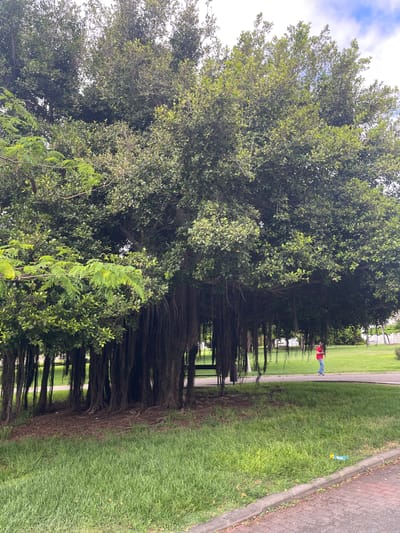 A large banyan tree with prominent aerial roots dominates the center of the frame. The tree's dense canopy casts a shadow over the ground beneath it. In the background, a person in a red shirt and blue jeans walks along a paved pathway in a park. The park features well-maintained green grass and other trees. The sky above is partly cloudy. The scene appears to be in a public park within the city of Las Palmas, Spain.