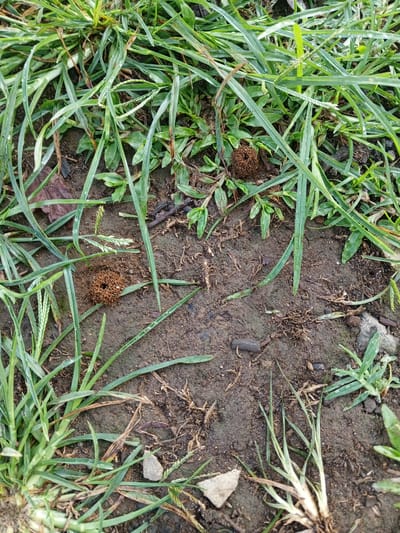 The image depicts a patch of ground covered in grass and bare earth. Two small, circular anthills constructed from mud are visible. A few small rocks and pieces of debris are scattered across the ground. The location, Thalang, Laos, is not discernible from the visual content of the image. There are no people visible.