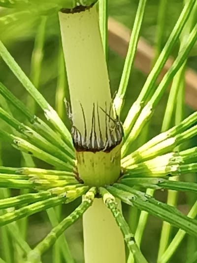 A close-up, high-angle shot focuses on the joint of a light green, segmented plant stalk. From the joint, numerous slender, green, needle-like leaves radiate outwards, some appearing lighter green or yellowed. The central stalk has a darker, reddish-brown band around its base, just above the radiating leaves, with fine, dark vertical lines. The background is softly blurred green foliage, suggesting an outdoor environment. The image is an artistic photograph, likely taken in a natural setting, with no urban features visible. The location in Viadana, Italy, is not discernible from the visual information in the photograph.