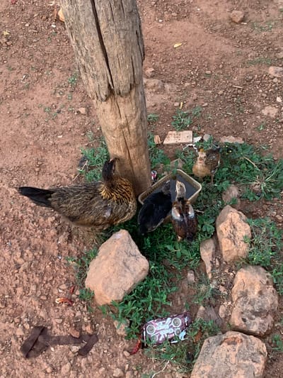 The image shows a rural scene in Ilorin, Nigeria. A mother hen stands near a trough of water where three chicks are drinking. The ground is dry, reddish-brown dirt scattered with rocks and sparse vegetation. A split log lies to the left of the hen. A discarded chocolate bar wrapper is visible near the rocks on the right. A rusty metal object lies on the ground in the lower right corner.