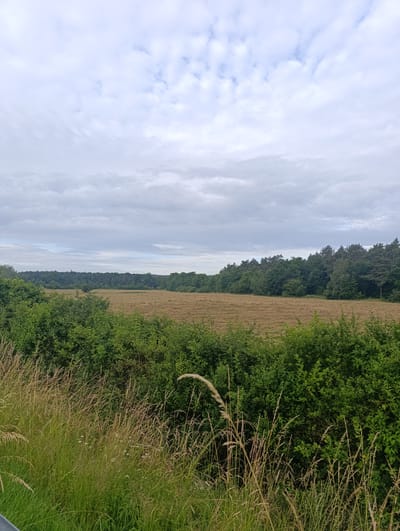 The image depicts a rural landscape under a cloudy sky. In the foreground, tall green grass and dry stalks of wheat are visible. Behind this, a field of harvested crops, appearing as rows of dry hay, stretches across the middle ground. A dense line of green trees forms a natural border at the edge of the field. The background is dominated by a thick forest. The scene appears to be located in a natural, undeveloped area, possibly on the outskirts of Mechernich, Germany, given the context of the provided image. There are no people or animals visible in the image, and no objects indicative of human activity other than the harvested field.