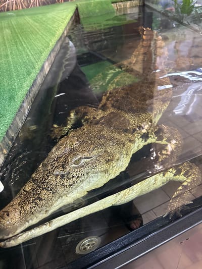 A saltwater crocodile is submerged in water within an enclosure. The enclosure has a green, turf-like surface on the left side and appears to be made of glass. The crocodile's head and upper body are visible, with its eyes open. The water is murky, and reflections are visible on the glass surface. The image is taken from a high angle, looking down into the enclosure. The location in Abakan, Russia, is not discernible from the image itself.
