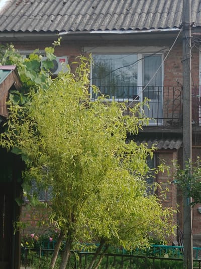 The image depicts the exterior of a brick building with a gray, corrugated roof. A large, leafy tree with light green foliage dominates the foreground, obscuring a portion of the building. An air conditioning unit is visible on the upper exterior wall. A window with reflective glass and a balcony with a black metal railing are present on the second story. A concrete utility pole with wires runs alongside the building. The background includes greenery, a fence, and some pink flowers. The scene appears to be a residential area in Hadiach, Ukraine, under daylight conditions. There are no people visible in the image.