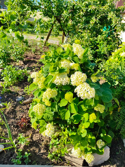 This is an outdoor, eye-level, medium shot photograph taken in Dmitrievka, Russia, of a garden featuring a large flowering hydrangea bush with white flowers in the foreground. The bush is dense with large green leaves and clusters of white, pom-pom-like blossoms. Behind the hydrangea, there are several tall sunflower plants with large leaves and some unfurled sunflowers. Further in the background, a large tree with small, round fruits can be seen, along with other green foliage and a fence. The ground is composed of dark soil with scattered rocks and smaller green plants. The scene is illuminated by natural daylight, casting shadows and highlighting the textures of the plants and soil.