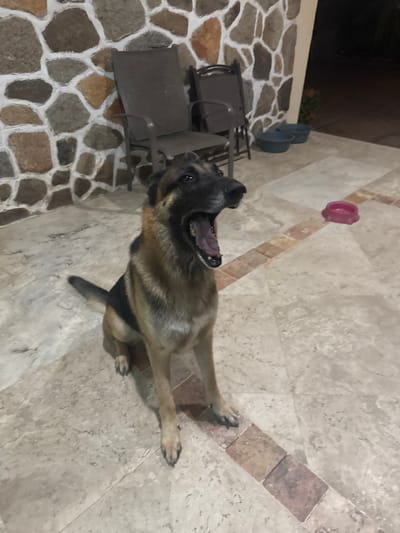 The image captures an energetic dog in mid-air, playing with a small pink toy, in an outdoor setting in Acapulco, Mexico. The primary subject is a medium to large-sized dog, possibly a Malinois or German Shepherd mix, with a tan and dark brown coat. It is depicted leaping upwards, mouth wide open, seemingly attempting to catch or engaging with a bright pink, circular toy that is suspended in the air above its head. The dog's body is stretched out, conveying agility and playfulness.
The setting is an outdoor paved area. The left side of the frame features a patterned stone pathway composed of irregularly shaped flagstones in shades of brown and gray, with distinct white grout lines. This path leads to a darker background area, possibly a shaded garden or wall, where a small patch of green foliage is visible. In this area, a dark metal outdoor chair or piece of furniture is present, and two blue plastic containers, possibly pet bowls or planters, are placed near a wall. The right side of the image shows a different section of the flooring, consisting of large, light-colored square tiles with a subtle textured appearance.
The ambient lighting suggests it is daytime, with no harsh shadows, indicating either an overcast day or early morning/late afternoon light. The overall mood is one of joy and active play. There is no visible text in the image.