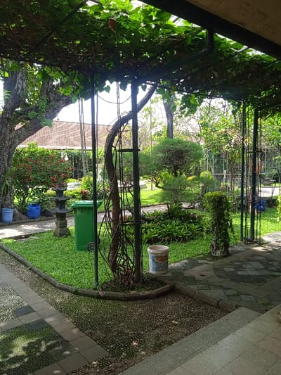 The image shows a portion of a courtyard located at the coordinates -7.566, 110.823 in Surakarta, Indonesia. The courtyard is enclosed by a vine-covered trellis structure attached to a building. A large tree with vines wrapping around its trunk sits in the center of the image. A green trash can sits near the tree. To the left of the tree is a paved walkway leading to a small garden, where another green trash can sits. A white bucket rests against the base of the tree, next to the walkway. The background is a lush, green garden with a variety of plants, shrubs, and trees. The scene appears to be a serene and peaceful setting, suggesting a private residential area or a public park.