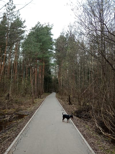 A long, grey concrete path stretches into the distance, flanked by trees in varying states of foliage. To the left, dense rows of tall pine trees form a wall of green and brown. To the right, a thicket of thinner trees with bare branches and budding leaves obscures the landscape. Standing on the path is a small, black dog with a white collar. Pools of water and fallen leaves are visible on either side of the path, suggesting a recent rain or damp conditions. The location is Elektrostal, Russia.