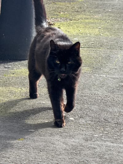 A black domestic short-haired cat is depicted walking directly towards the viewer on an outdoor, grey asphalt or concrete surface in the city of Preston, United Kingdom. The cat has dark, sleek fur, yellowish-green eyes, and a pink nose, with its mouth slightly open, revealing a portion of its pink tongue. It wears a light-colored collar adorned with a small, spherical, green bell. The animal's back is slightly arched, and its tail is held erect and curved upwards. Its front left paw is lifted in a stride, while its front right paw is on the ground. Distinct shadows cast by the cat indicate bright sunlight originating from an off-camera source to the right. The ground shows scattered patches of green moss or algae. In the upper left background, a dark, cylindrical object, likely a waste bin or container, is partially visible. No human individuals or other animals are present in the scene.