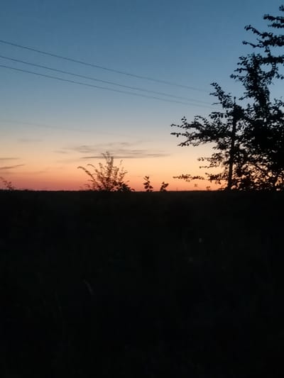 This is a photograph taken at dusk in Zherebkove, Ukraine. The image depicts a rural landscape silhouetted against a twilight sky. The sky transitions from a deep blue at the top to a soft orange and pink hue near the horizon. Three thin, dark power lines stretch horizontally across the upper portion of the frame. On the right side of the image, the silhouette of a deciduous tree with dense foliage is prominent. To the left of this tree, a smaller, bush-like plant is also silhouetted. The lower half of the image is dominated by a dark, indistinct silhouette of vegetation and possibly fields. The overall scene conveys a sense of quiet and natural beauty as daylight fades.