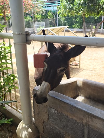 In Phước Hải, Vietnam, a donkey is pictured at a watering trough. The donkey, with dark brown fur and large ears, leans over the concrete trough, its muzzle reaching towards the water. A red salt lick is suspended by a string and hangs near its head, appearing to be a treat. The donkey is positioned behind a white metal fence and a vertical pipe, suggesting it is in an enclosure, possibly a sanctuary or farm. The ground is covered in dry straw or hay, and in the background, lush green trees and foliage are visible under a bright sky, indicating an outdoor, sunny setting.