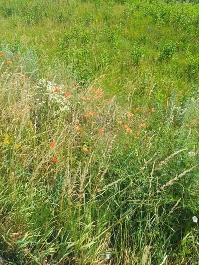 A close-up, slightly elevated, static shot captures a field of tall, green grass interspersed with red poppies, white wildflowers, and scattered yellow blooms. The scene is bathed in bright sunlight, creating a vibrant and natural setting. There are no people or animals visible, nor any man-made structures or objects. The environment suggests a rural or semi-rural location, possibly a meadow or uncultivated field.