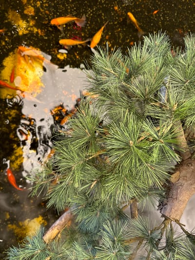 This image captures a serene scene within a pond or water feature, situated in Fangshan District, China. The composition is dominated by a lush, green coniferous tree branch, likely a pine, extending into the frame from the top and right. Its long, spiky needles are densely packed, and a section of its textured, brown bark is visible where it branches.

Beneath the tree branch, several goldfish, varying in shades of orange and gold, swim in dark, reflective water. The water's surface shows areas of lighter reflections and subtle ripples, indicating movement or a light source above. The pond's bottom appears dark, with granular sediment or small pebbles, and includes some larger, irregularly shaped objects, possibly rocks or submerged decor, one of which has a pale orange-yellow hue.

The scene conveys a peaceful atmosphere, typical of a decorative garden pond or a similar indoor display. No people are visible, and there is no discernible text. The lighting suggests it is either daytime or a brightly illuminated indoor setting.