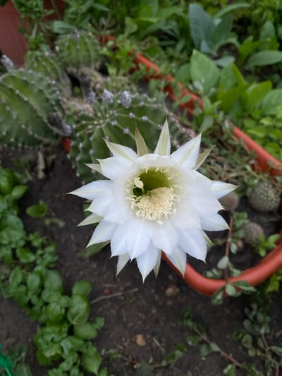 The image displays a close-up, high-angle view of a blooming white cactus flower in the foreground. The flower has multiple layers of delicate white petals surrounding a cluster of yellow stamens. Behind the flower, a cactus plant with ribbed green stems and small spines is partially visible. The background consists of dark soil, green foliage, and an orange planter. There are no people present. The scene appears to be an outdoor garden setting. The image quality is moderate, with some areas appearing slightly blurred. The location is specified as Oktiabrskaya, Russia.