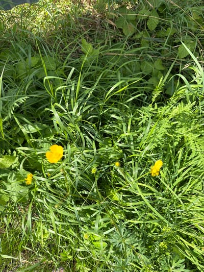 A close-up, overhead shot captures a dense patch of lush green grass and foliage bathed in bright sunlight. Scattered amongst the verdant growth are at least three small, bright yellow flowers, likely buttercups. Some of the leaves appear slightly wilted, suggesting a warm day. The environment is natural, with no man-made structures or objects visible. This scene could be found in a meadow, park, or any natural area within the village of Stankovo, Russia.