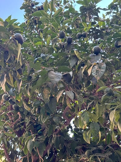 The image shows a close-up view of a citrus tree laden with green fruit and foliage. The tree is densely packed with leaves, some of which show signs of spotting. Several green citrus fruits are visible, appearing round and slightly immature. The branches and twigs of the tree are also prominent. The background consists of a clear blue sky, suggesting an outdoor setting, likely in a warm climate. The lighting indicates it is daytime. This scene is consistent with what one might find in a garden or an orchard in Palma de Mallorca, Spain, known for its Mediterranean climate that supports citrus cultivation.
