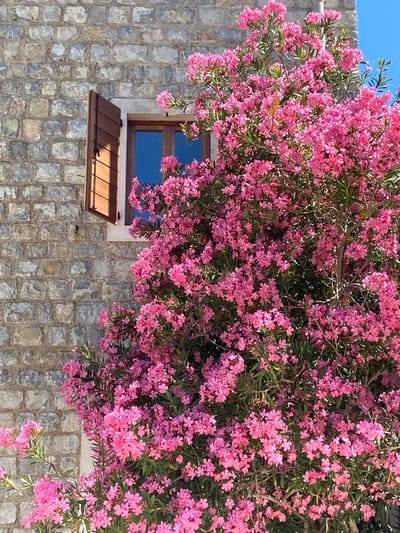 An outdoor, eye-level shot captures a close-up of a blooming pink oleander bush in front of a stone building, with a portion of a window visible on the left. The building is constructed of roughly cut, light gray stones, with visible mortar lines. A wooden window shutter, partially open and made of vertical slats, reveals a glimpse of a window with blue glass. The oleander bush is densely packed with small, bright pink flowers and green leaves, dominating the right and lower portions of the frame. The sky, visible in the upper right corner, is a clear, bright blue. The overall impression is one of natural beauty against a rustic architectural backdrop, likely situated in Petrovac centar, Montenegro, given the stone construction and abundant flowering shrubbery characteristic of the region. There are no people or animals visible in the image.