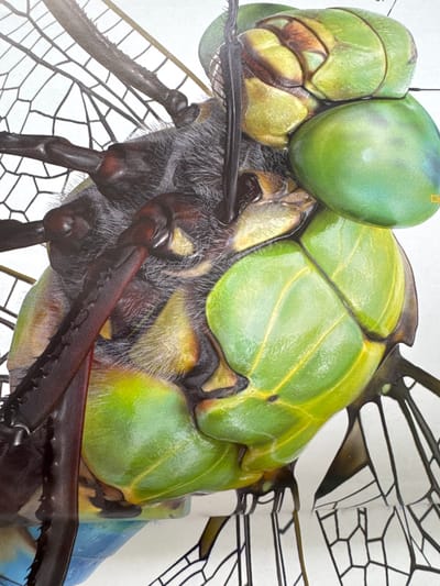 The image is a close-up, detailed illustration of a dragonfly. The focus is on its head and thorax, showcasing the intricate textures and vibrant green and yellow colors of its exoskeleton. The dragonfly's large, multifaceted eyes are prominent. Its slender, segmented legs are dark and appear to have sharp spines. Parts of its delicate, veined wings are visible, rendered in black and white against a white background, suggesting a scientific illustration or diagram. The texture of the dragonfly's body is highly detailed, with fine hairs and segmented plates clearly depicted. There is a small yellow square logo in the upper right corner of the image. The context provided, "Gandia, Spain," does not appear to have any direct visual cues within the image itself, other than possibly being the origin of the illustration's subject matter. The illustration does not depict any people, activity, time of day, or weather conditions, nor does it convey any emotions.