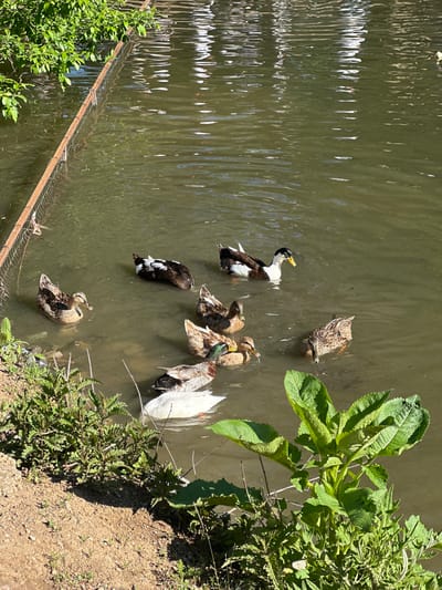 The image shows a group of ducks swimming in a body of water. There are seven ducks visible, with varying plumage patterns of brown, white, and black. The water is murky and green. The scene also contains vegetation along the edges of the water, including green leafy plants and some brown soil. A fence is visible in the lower left corner. The location is Unknown, Armenia.