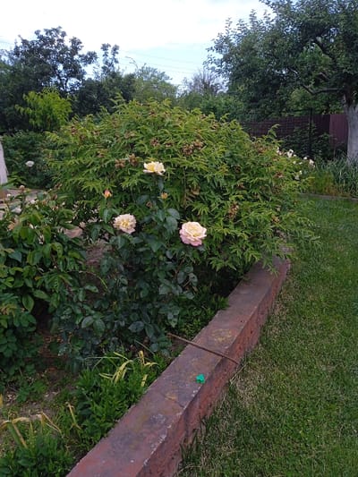A wide shot shows a garden bed edged with a worn, reddish-brown brick border. A large, dense green bush with dark leaves and numerous seed pods dominates the center of the frame. Three roses are visible on the bush: two pale yellow and one pale pink with yellow undertones, all in bloom. To the left, a lower, less dense green bush with darker leaves is visible, with at least two white roses and one unopened bud. The foreground consists of a well-maintained green lawn. In the background, dense green trees and foliage create a natural backdrop. The sky is partly cloudy. The scene appears to be in a residential garden.