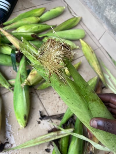 In Aiyegunle, Nigeria, several husked ears of corn lie on a tiled surface, some appearing fresh and green, others with hints of yellowing. One ear of corn in the foreground is partially peeled, revealing its light-colored kernels and a mass of fine, blonde silk. A person's hand, with dark skin and trimmed fingernails, is visible holding the bottom of this ear of corn, suggesting an action of preparation or examination. The background shows more corn husks and a glimpse of what appears to be footwear, possibly a sandal with black and white stripes, indicating a domestic or outdoor setting. The overall scene is one of agricultural processing or harvesting.
