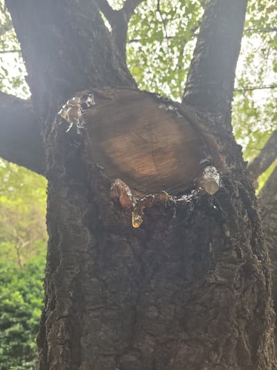 The image shows a close-up of a tree trunk with a large, roughly cut section removed. Amber-colored resin is oozing from the cut and dripping down the bark. The bark is dark brown and textured. In the background, dappled sunlight filters through green foliage. The scene appears to be outdoors, likely in a park or wooded area within Busan, South Korea. There are no people visible in the image.